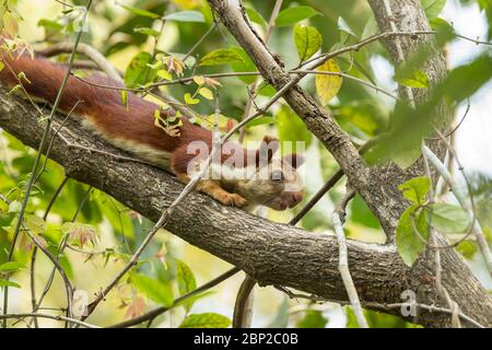 Indisches Riesenhörnchen Ratufa indica, Erwachsene, in Baumkrone, Padeli, Goa, Indien, Januar Stockfoto