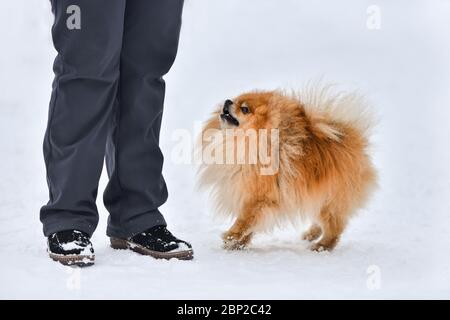 Pommerscher Spitzhund, hübscher kleiner Hund, Winterhintergrund im Freien. Spitz Walking mit Besitzer. Stockfoto