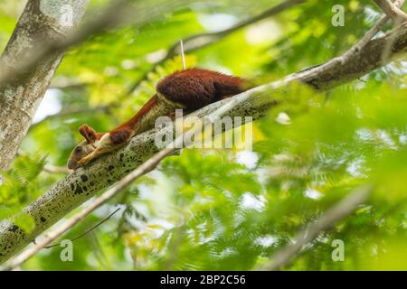 Indisches Riesenhörnchen Ratufa indica, Erwachsene, in Baumkrone, Padeli, Goa, Indien, Januar Stockfoto