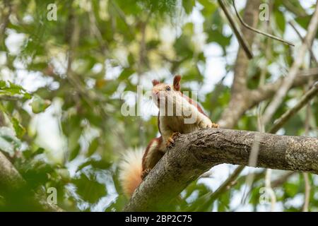 Indisches Riesenhörnchen Ratufa indica, Erwachsene, in Baumkrone, Padeli, Goa, Indien, Januar Stockfoto