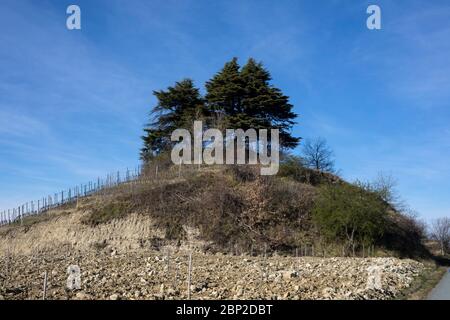Bäume auf einem Hügel in der Nähe von Cassinasco, Langhe, Piemont, Italien Stockfoto