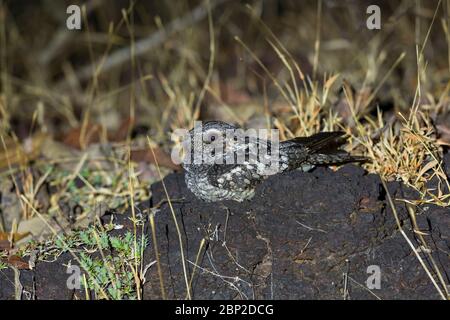 Dschungel Nachtschwalbe Caprimulgus indicus, Erwachsene, auf Felsen roosting, Surla, Goa, Indien, Januar Stockfoto