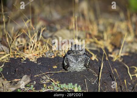 Dschungel Nachtschwalbe Caprimulgus indicus, Erwachsene, auf Felsen roosting, Surla, Goa, Indien, Januar Stockfoto