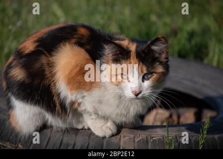 Eine Straßenkatze läuft die Straße entlang. Die Katze sitzt auf der Straße, die rote Katze sonnt sich in der Sonne.Katze auf der Straße schwarz rot braun. Katze auf dem Stockfoto