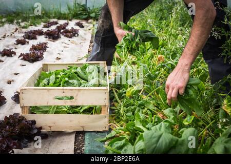 Arbeiter in Bio-Markt-Bauernhof, Dordogne, Frankreich. Stockfoto