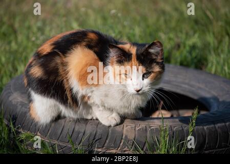 Eine Straßenkatze läuft die Straße entlang. Die Katze sitzt auf der Straße, die rote Katze sonnt sich in der Sonne.Katze auf der Straße schwarz rot braun. Katze auf dem Stockfoto