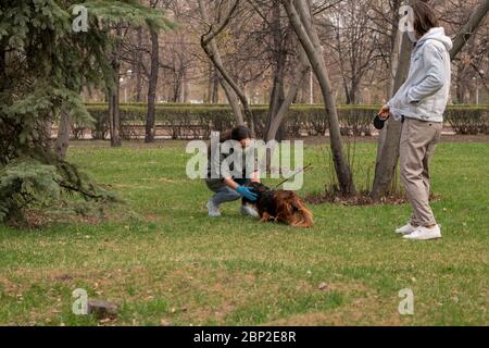 Junge Frau in Freizeitkleidung und Schutzhandschuhe und Maske mit Hund auf dem grünen Rasen im öffentlichen Park mit ihrem Freund in der Nähe spielen Stockfoto