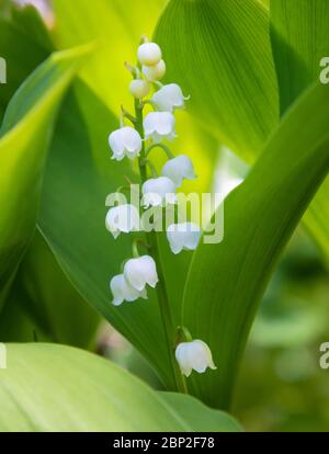 Nahaufnahme der Maiglöckchen, Convallaria majalis Stockfoto