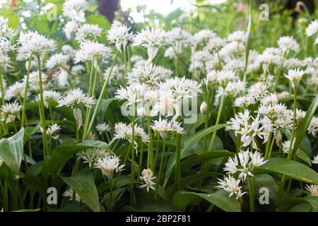 Bärlauch, Ramson, in Blüte. Stockfoto