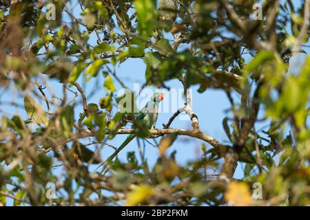 Malabar Sittichsittich Psittacula columboides, Erwachsener, Rüde, thront in Baumkronendach, Nature's Nest, Goa, Indien, Januar Stockfoto