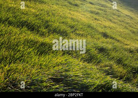 Üppiges grünes Unkraut und Gras, das im Wind weht Stockfoto