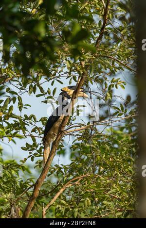 Malabar pied hornbill Anthracoceros coronatus, erwachsener Rüde, thront im Baum, Nature's Nest, Goa, Indien, Januar Stockfoto