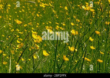 Niedriger Winkel Seitenansicht auf leuchtend gelben Butterblume Blüten in einer Wiese, selectivee Fokus - Ranunculus bulbosus Stockfoto