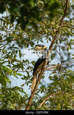 Malabar pied hornbill Anthracoceros coronatus, erwachsener Rüde, thront im Baum, Nature's Nest, Goa, Indien, Januar Stockfoto