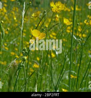Niedriger Winkel Seitenansicht auf leuchtend gelben Butterblume Blüten in einer Wiese, selectivee Fokus - Ranunculus bulbosus Stockfoto