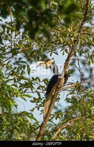 Malabar pied hornbill Anthracoceros coronatus, erwachsener Rüde, thront im Baum, Nature's Nest, Goa, Indien, Januar Stockfoto