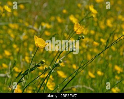 Niedriger Winkel Seitenansicht auf leuchtend gelben Butterblume Blüten in einer Wiese, selectivee Fokus - Ranunculus bulbosus Stockfoto