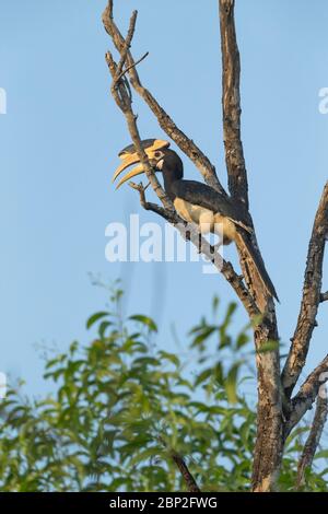 Malabar pied hornbill Anthracoceros coronatus, erwachsener Rüde, thront im Baum, Mollem National Park, Goa, Indien, Januar Stockfoto