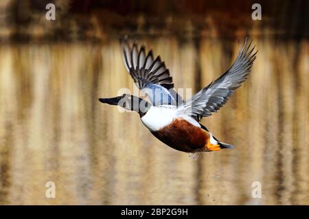 Männlicher Nordschaufler (Spatula clypeata) im Flug, Colorado Stockfoto