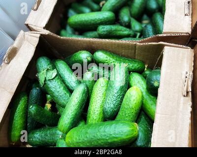 Handy-Foto. Frische Gurke auf dem Supermarkt Vetrin. Stockfoto