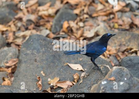 Malabar Pfeifdrossel Myophonus horsfieldii, Erwachsene, auf Felsen im trockenen Flussbett, Padeli, Goa, Indien, Januar Stockfoto