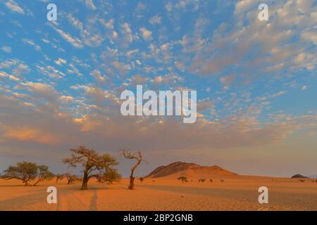 Sonnenaufgang Farbe Wolken über Kameldorn Bäume Stockfoto