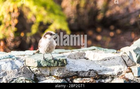 Szene von einem niedlichen östlichen Phoebe ruht auf der Felswand... Stockfoto