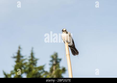 Szene von einem netten östlichen Phoebe ruht auf dem Holzmast.. Stockfoto