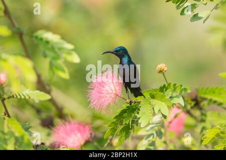 Purple Sunbird Cinnyris asiaticus, Erwachsener, Rüde, Nektaring aus Blumen, Nature's Nest, Goa, Indien, Januar Stockfoto