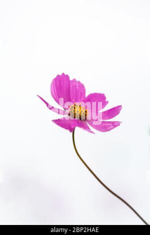Einzelne rosa Kosmos Blume auf weißem Hintergrund Stockfoto
