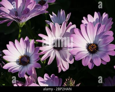 Rosa Blüten der Umhang Gänseblümchen Pflanze Stockfoto