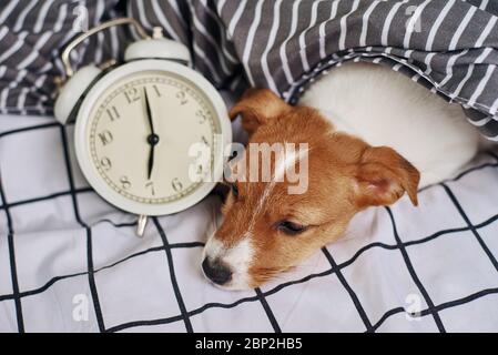 Jack russell Terrier Hund schläft im Bett mit Vintage-Wecker. Aufwachen und Morgens Konzept Stockfoto