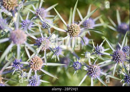 Eryngium amethystinum, Amethyst-Stechpalme Stockfoto