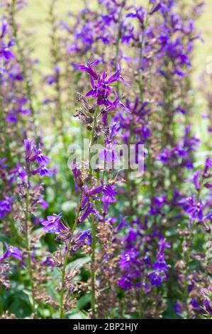 Lobelia X speciosa 'Vedrariensis' Stockfoto