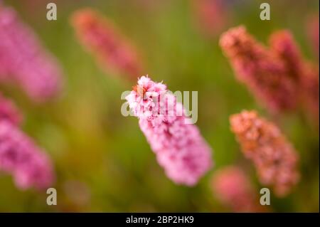 Blühende rosa Persicaria, Persicana affinis, kew Form Stockfoto