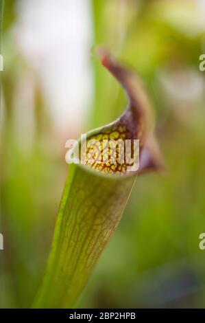 Sarracenia moorei, nordamerikanische Kannenpflanze, Moores Kannenpflanze Stockfoto