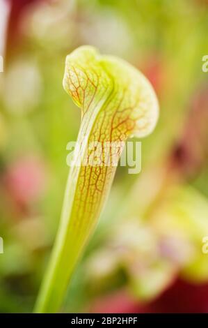 Sarracenia moorei, nordamerikanische Kannenpflanze, Moores Kannenpflanze Stockfoto