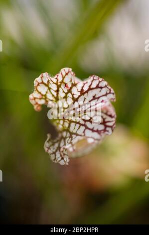 Sarracenia leucophylla, nordamerikanische Kannenpflanze Stockfoto