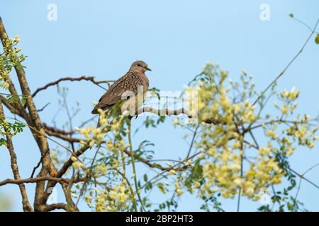 Gefleckte Taube Stigmatopelia chinensis, thront in Baumkronendach, Padeli, Goa, Indien, Januar Stockfoto