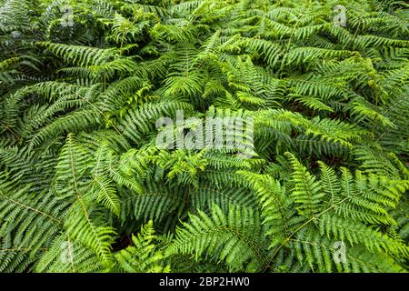 Farn im Park von Brodick Castle auf der Isle of Arran, Schottland Stockfoto