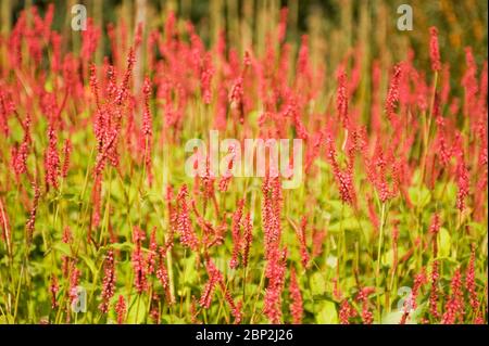 Red Bistort, Persicaria amplexicaulis Fistreles Stockfoto