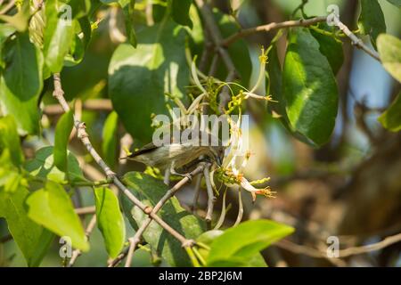 Dickschnabelspecht Dicaeum agil, Erwachsene, Fütterung von Blumen, Nature's Nest, Goa, Indien, Januar Stockfoto