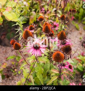 Echinacea (Echinacea Purpurea) Stockfoto