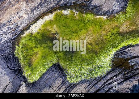 Moos wachsen in Felsbecken am Meer in Campbeltown, Schottland, Großbritannien Stockfoto