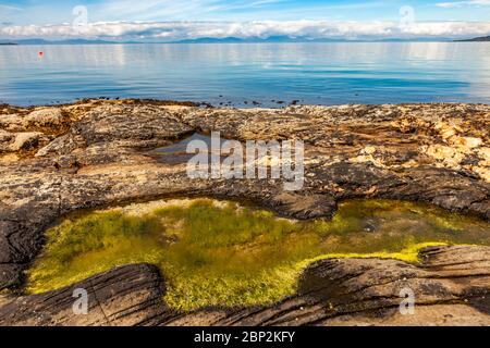 Moos wachsen in Felsbecken am Meer in Campbeltown, Schottland, Großbritannien Stockfoto