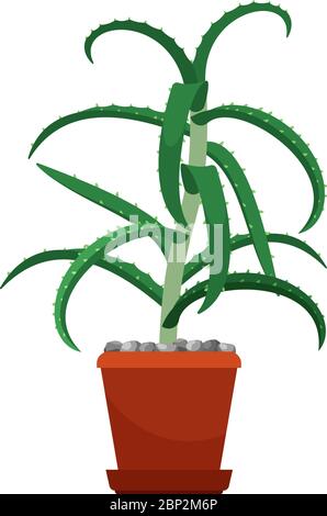 Aloe Vera Zimmerpflanze in Blumentopf, Vektor-Illustration auf weiß Stock Vektor