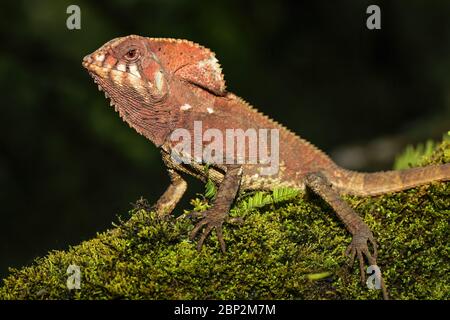 Glattes gerahmtes Iguana (Corytophanes cristatus), das auf einem Log sitzt, Costa Rica Stockfoto