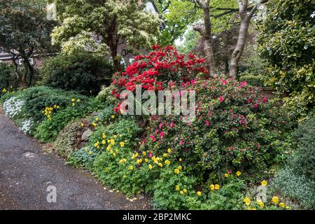 Rote Rhododendron und rosa Azalee in Blüte im Frühjahr im Vorgarten des Hauses, Großbritannien Stockfoto