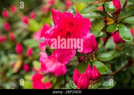 Rote Azalee Blumen bedeckt in Regentropfen Stockfoto