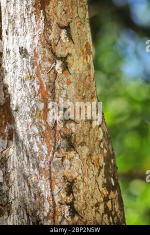 Kolonie von Proboscis Fledermäuse (Rhynchonycteris naso) auf einem Baum Stockfoto
